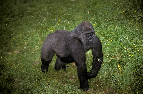 Gorilla Gorilla Gorilla Female Standing Grass — Stock Photo, Image