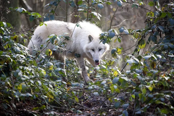 Arctic Wolf Canis Lupus Tundrarum Adulto Escondido Behing Ramos — Fotografia de Stock