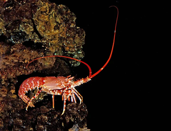 Natal Spiny Lobster Palinurus Delagoae África Sul — Fotografia de Stock