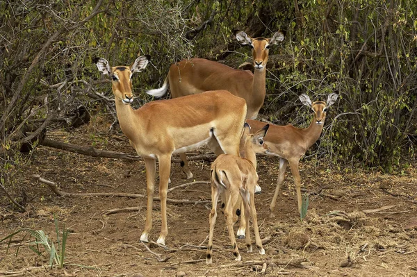 Impala Aepyceros Melampus Weibchen Mit Jungen Masai Mara Park Kenia — Stockfoto