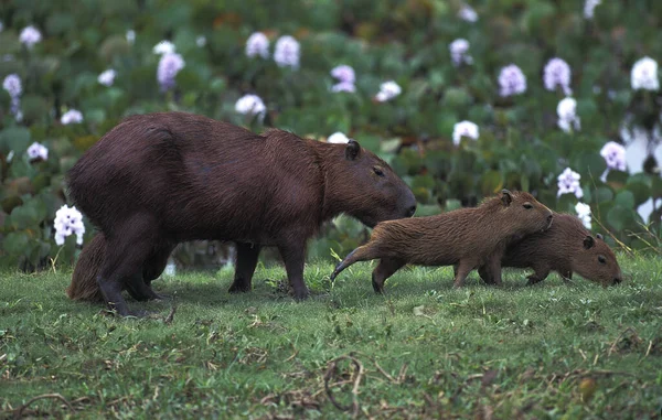 Capybara Hydrochoerus Hydrochaeris Kölyökkel Pantanal Brazíliában — Stock Fotó