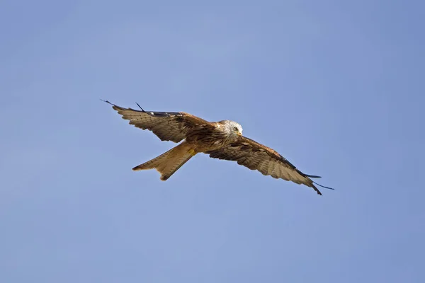 Black Kite Milvus Migrans Adult Flight Blue Sky — Stock Photo, Image