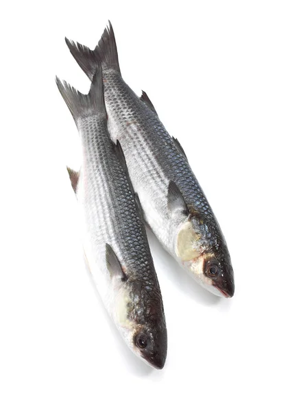 Mullet Chelon Labrosus Fresh Fishes White Background — стокове фото