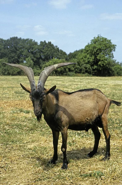 Alpine Chamoisee Goat Una Razza Francese Billy Goat — Foto Stock