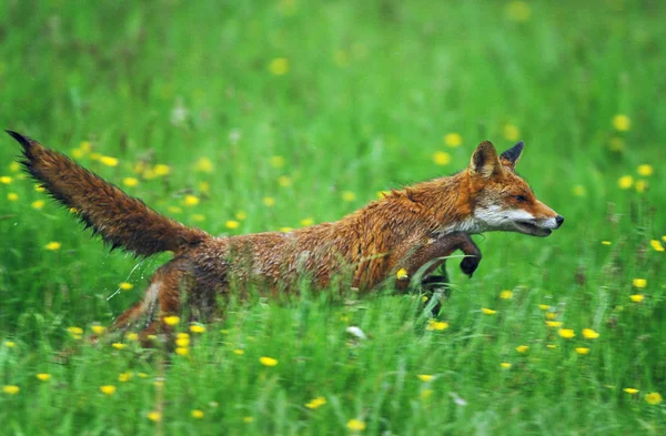 Renard Roux Vulpes Vulpes Adulte Traversant Prairie Normandie — Photo