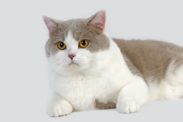 Lilac Και White British Shorthair Εγχώρια Γάτα Αρσενικό Που Ενάντια — Φωτογραφία Αρχείου