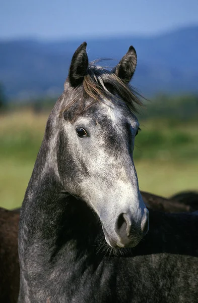 Lippizaner Paarden Portret Van Volwassene — Stockfoto