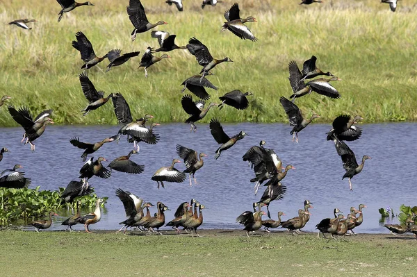 在委内瑞拉Los Lianos的沼泽地 白脸鸭 树懒鸭和红嘴鸭 树懒鸭 飞行中的群体 — 图库照片