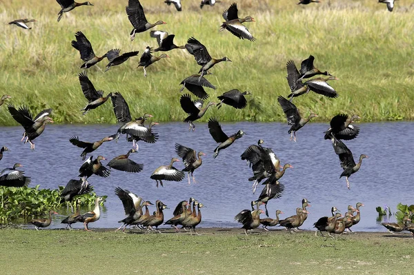 White Faced Whistling Duck Dendrocygna Viduata Red Billed Whistling Duck — стокове фото