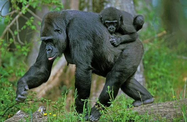 Gorilla Gorilla Gorilla Femmina Con Bambino — Foto Stock