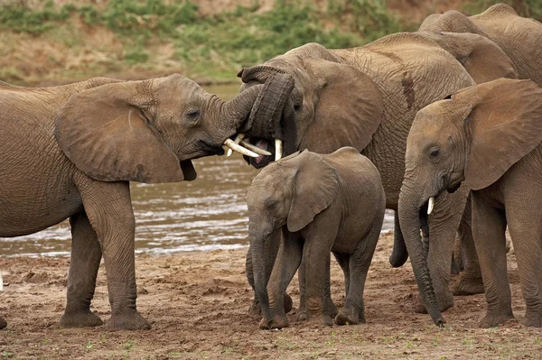 Afrikai Elefánt Loxodonta Africana Folyó Mellett Álló Csoport Samburu Park — Stock Fotó
