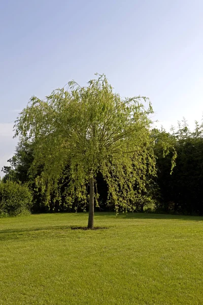 Weeping Willow Salix Babylonica Normandy — Stock Photo, Image