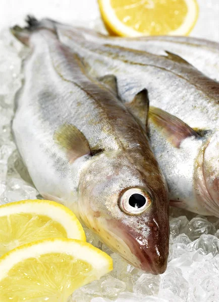 新鮮な白 Merlangius Merlangus レモンと氷の上の魚 — ストック写真