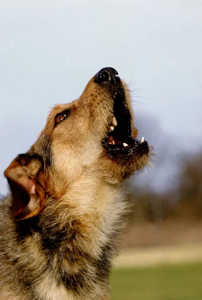 Портрет Лающей Собаки — стоковое фото