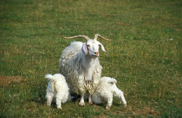 Angora Goat Razza Produttrice Lana Mohair Femmina Con Capretto Lattante — Foto Stock