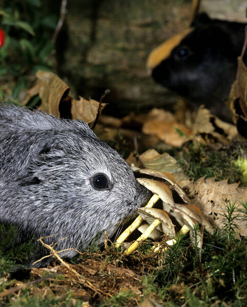 Guinea Pig, cavia porcellus, Adult Near Mushrooms 