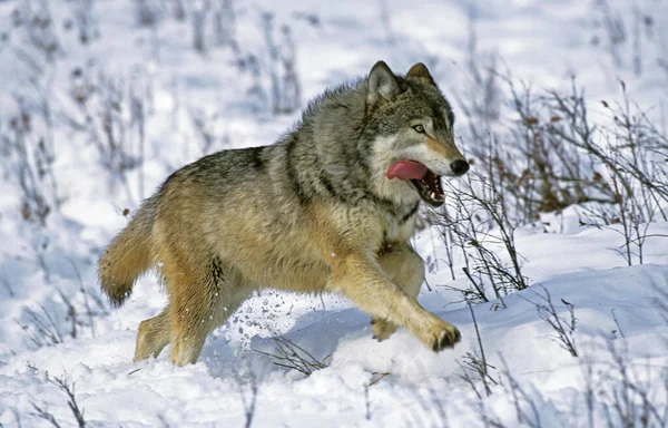 Nordamerikansk Grå Varg Canis Lupus Occidentalis Vuxen Som Springer Snow — Stockfoto