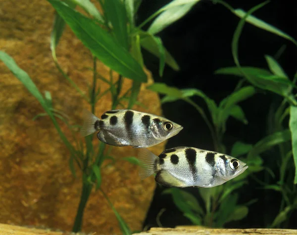 Archer Fish Toxotes Jaculatrix — 스톡 사진