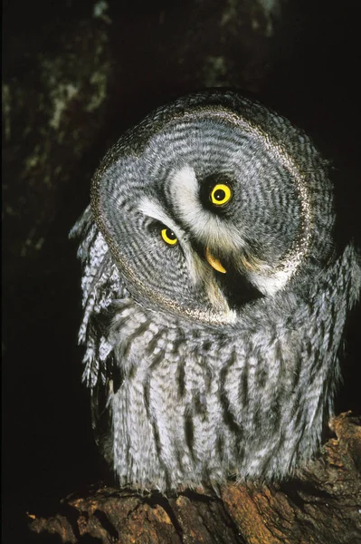 Grote Grijze Uil Strix Nebulosa Volwassen Met Grappig Gezicht — Stockfoto