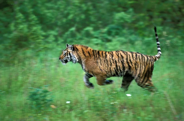 Siberian Tiger Panthera Tigris Altaica Adult Running — Stock Photo, Image