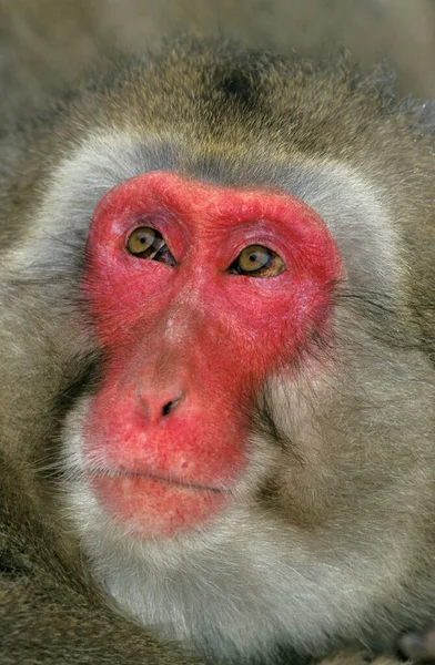Macaco Japonês Macaca Fuscata Retrato Adulto Ilha Hokkaido Japão — Fotografia de Stock