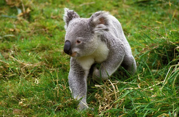 Koala Phascolarctos Cinereus Adult Standing Grass Αυστραλία — Φωτογραφία Αρχείου