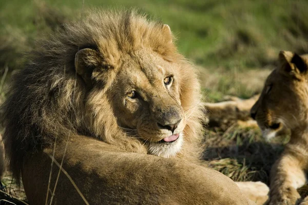 Katanga Lion Nebo Jihoafrický Lev Panthera Leo Bleyenberghi Muž Kladoucí — Stock fotografie
