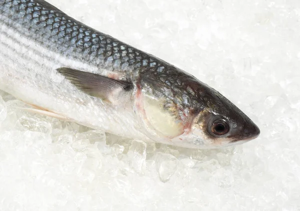 Mullet Chelon Labrosus Fresh Fish Ice — Stock Photo, Image