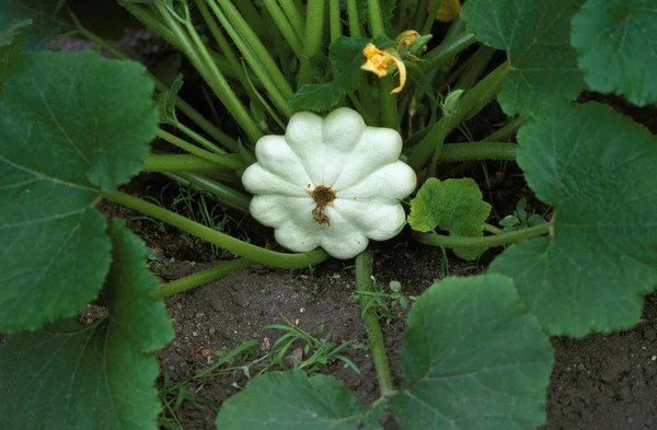 庭のガード Cucurbita Pepo Custard MarrowまたはCustard Squarh — ストック写真