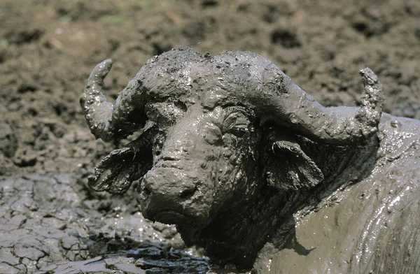 Búfalo Africano Caffer Sincerus Adulto Teniendo Baño Barro Parque Del — Foto de Stock