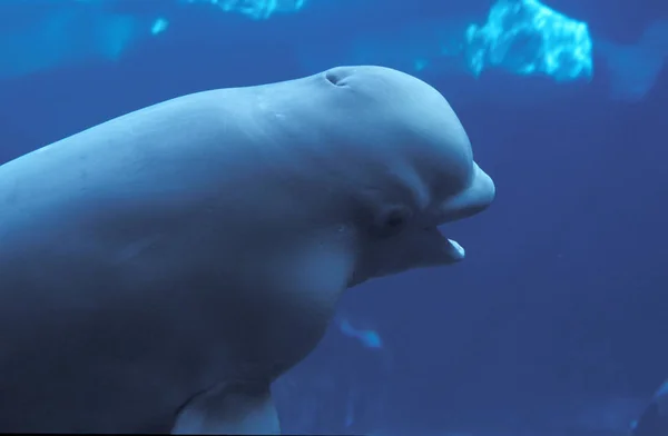 Balena Beluga Balena Bianca Delfinaptero Leucas Adulto Vista Subacquea — Foto Stock