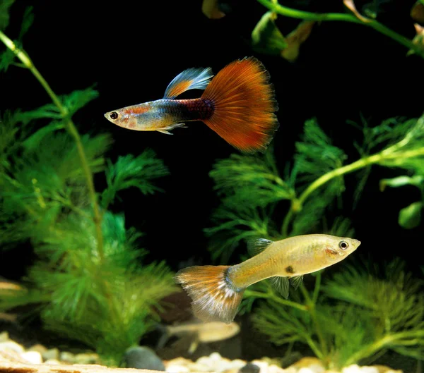 Guppy Poecilia Reticulata Masculino Com Feminino — Fotografia de Stock