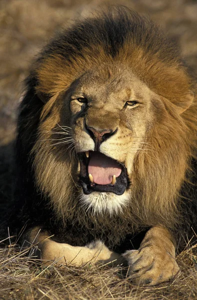 African Lion Panthera Leo Portrait Male Defensive Posture — Stock Photo, Image