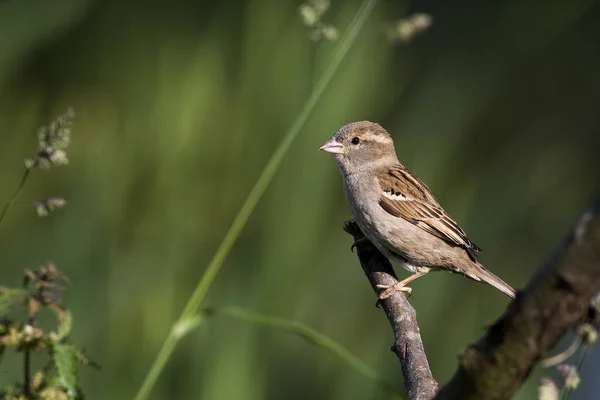 House Sparrow Passer Domesticus Fena Stojící Větvi Normandie — Stock fotografie