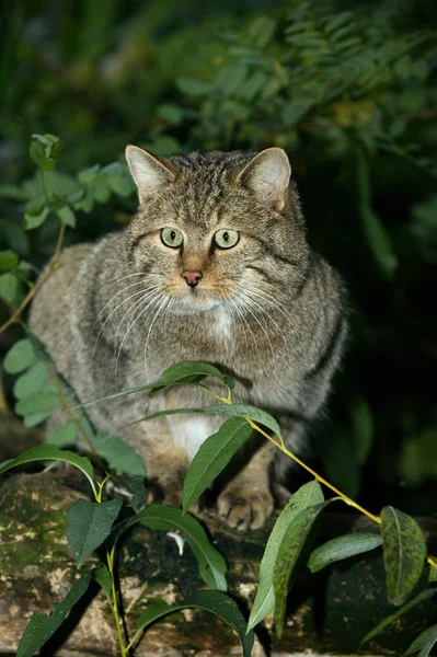 Europäische Wildkatze Felis Silvestris Erwachsener Auf Ast Stehend — Stockfoto