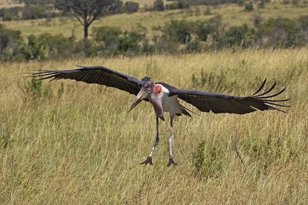 Marabou Stork Leptoptilos Crumeniferus Adult Flight Masai Mara Park Kenya — стоковое фото