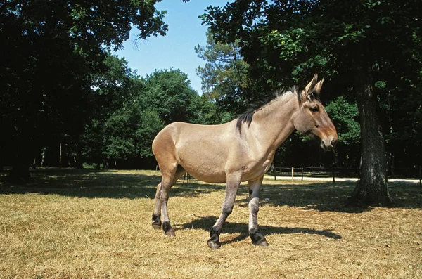 Mule Cruzamento Burro Macho Cavalo Fêmea — Fotografia de Stock