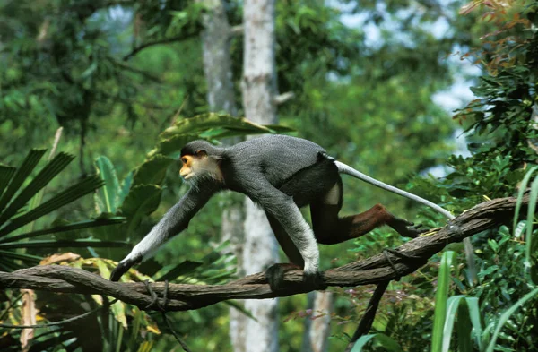 Kırmızı Shanked Douc Monkey Pygathrix Nemaeus Nemaeus Yetişkin Liana Üzerinde — Stok fotoğraf