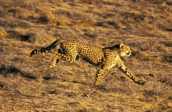 Geparden Azinonyx Jubatus Erwachsene Jagd Masai Mara Park Kenia — Stockfoto