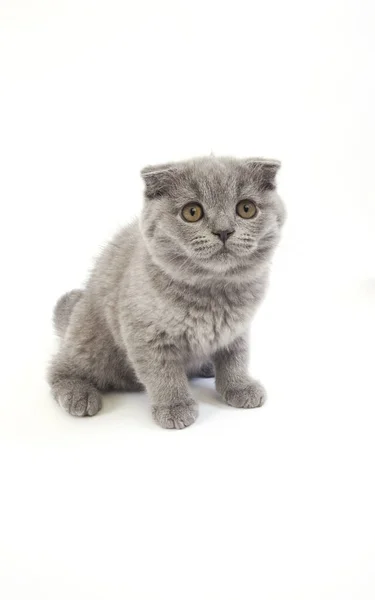 Blue Scottish Fold Hauskatze Monate Altes Kätzchen Sitzt Vor Weißem — Stockfoto