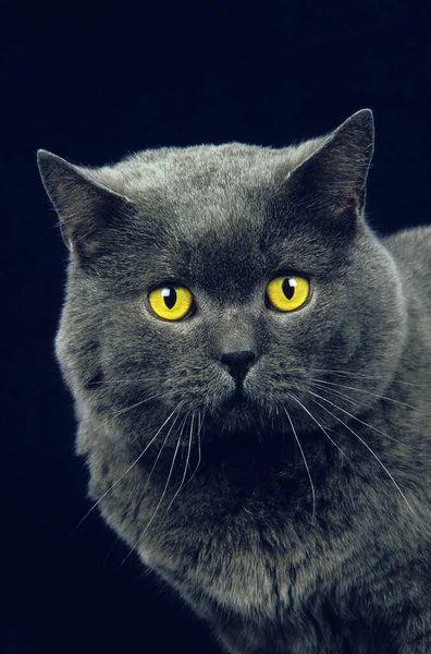 Chartreux Εγχώρια Γάτα Πορτρέτο Του Ενηλίκων Κατά Μαύρο Φόντο — Φωτογραφία Αρχείου