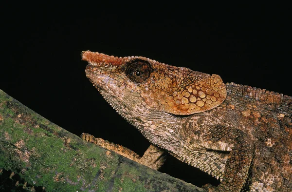 Short Horned Chameleo Calumma Brevicornis Head Adult — Stock Photo, Image