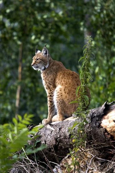 Siberian Lynx Lynx Lynx Wrangeli Adult Sitting Tree Trunk — Stock Photo, Image