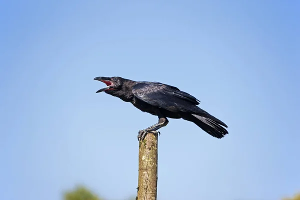 Common Raven Corvus Corax Wołający Dorosły Przeciwko Błękitnemu Niebu — Zdjęcie stockowe