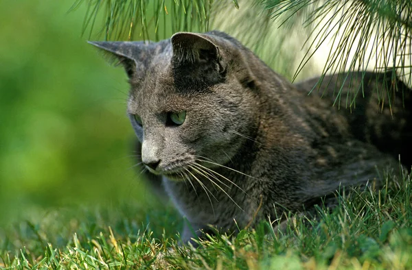 Gatto Domestico Blu Russo Adulto Piedi Sull Erba — Foto Stock