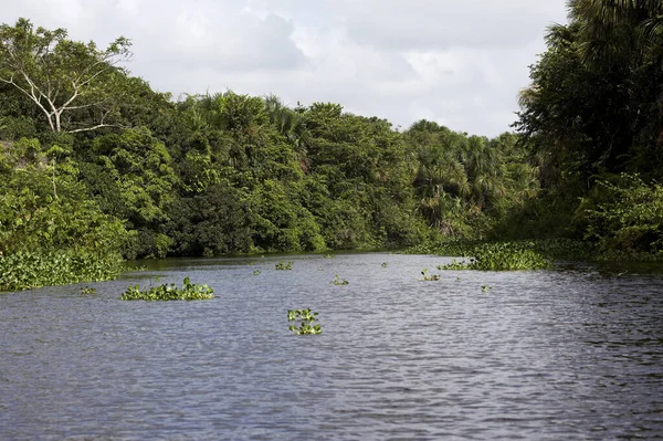 Bosque Río Delta Del Orinoco Venezuela — Foto de Stock
