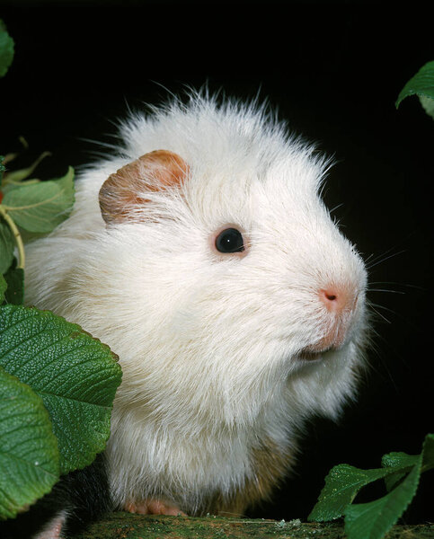 Guinea Pig, cavia porcellus, Adult 