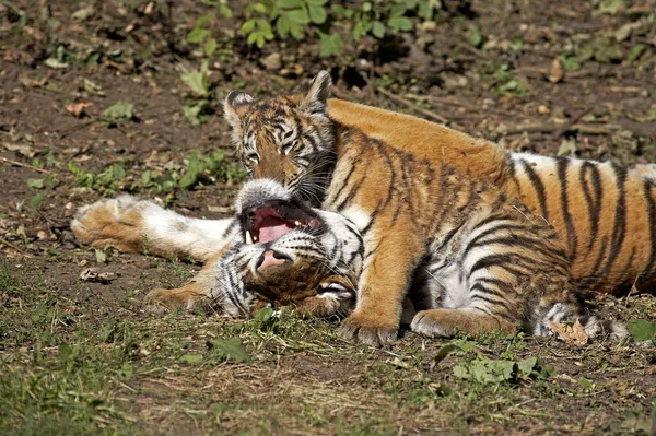 Tigre Siberiano Pantera Tigris Altaica Hembra Jugando Con Cub — Foto de Stock