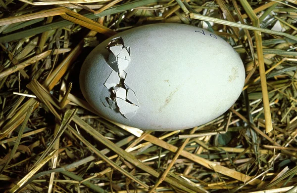 Белый Аист Цикония Цикония Чик Хэтчинг Яйца Гнезде — стоковое фото