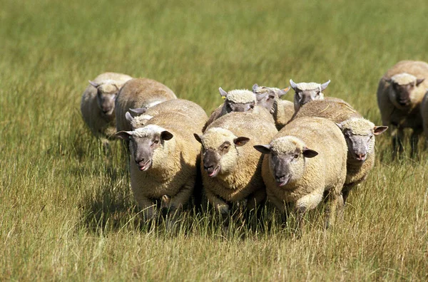 Vendeen Schafe Eine Französische Rasse Herde Steht Auf Der Wiese — Stockfoto